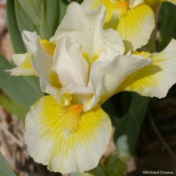 Iris germanica Tingle - Giaggiolo nano