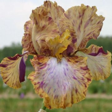 Iris germanica Toucan Tango - Giaggiolo paonazzo