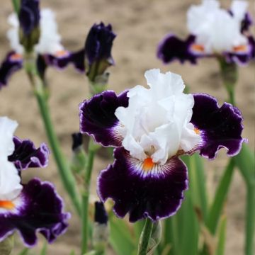 Iris germanica Le Bois Du Vent - Giaggiolo paonazzo
