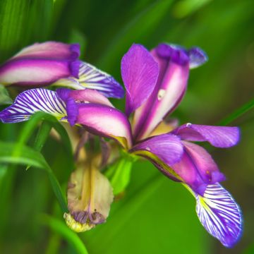 Iris graminea - Giaggiolo susinario
