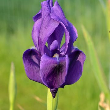 Iris hoogiana - Giaggiolo Iris hoogiana - Giaggiolo