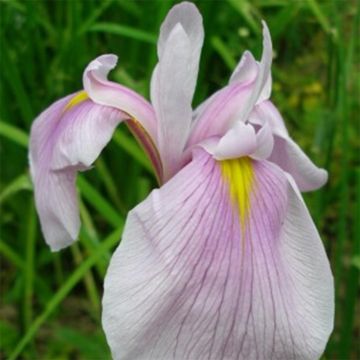 Iris laevigata Queen Victoria - Iris giapponese