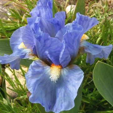 Iris pumila Sea Fire - Giaggiolo