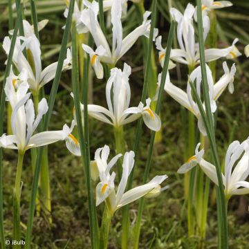 Iris reticulata Natascha - Giaggiolo
