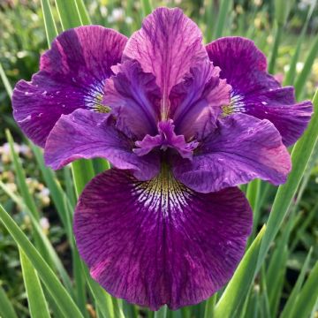 Iris sibirica Spindazzle - Giaggiolo siberiano