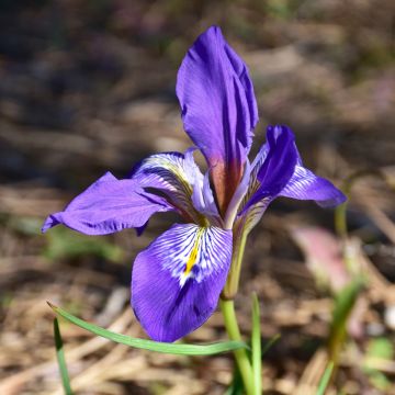 Iris unguicularis - Iris d'Algeria