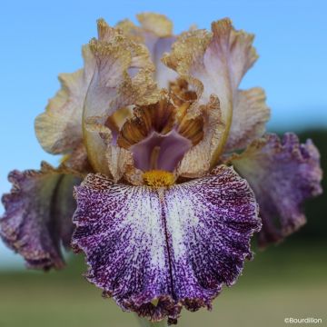 Iris germanica Dipped in Dots - Giaggiolo paonazzo