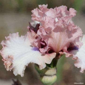 Iris germanica Don't Stop Believing - Giaggiolo paonazzo