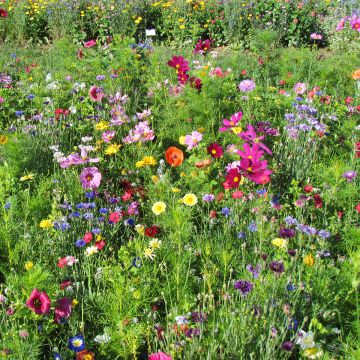 Prato di fiori alti Colori di Francia produzione francese