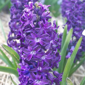 Giacinto Blue Magic - Hyacinthus