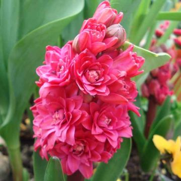 Giacinto Hollyhock - Hyacinthus