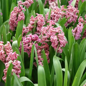 Giacinto Anna Liza - Hyacinthus Giacinto Anna Liza - Hyacinthus