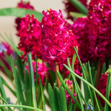 Giacinto Red Glory - Hyacinthus Giacinto Red Glory - Hyacinthus