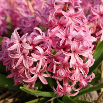 Giacinto Multiflora Red - Hyacinthus