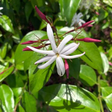 Jasminum laurifolium var. nitidum - Gelsomino