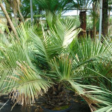 Jubaea chilensis - Palma del Cile