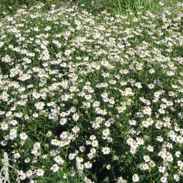 Kalimeris mongolica - Aster giapponese
