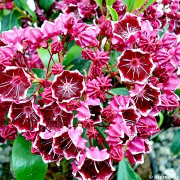 Kalmia latifolia Heart's Desire - Alloro di montagna