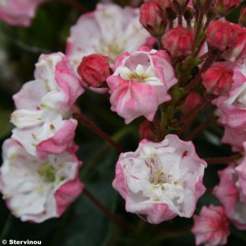 Kalmia latifolia Madeline - Alloro di montagna