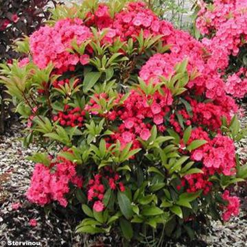 Kalmia latifolia Pink Charm - Alloro di montagna
