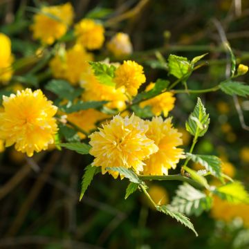 Kerria japonica Pleniflora Kerria japonica Pleniflora