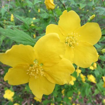 Kerria japonica Kerria japonica