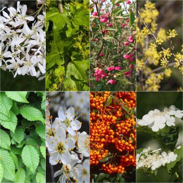 Kit 10 m di siepe ecologica per grandi giardini