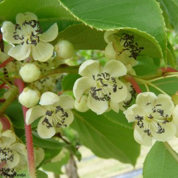 Mini kiwi Actinidia arguta Nostino