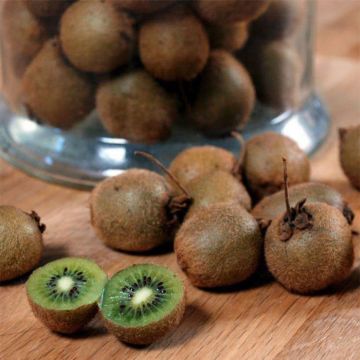 Kiwi Actinidia deliciosa Jenny Bio