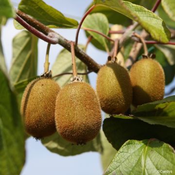 Kiwi Actinidia deliciosa Koryoku (femmina)