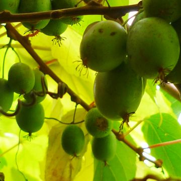 Mini kiwi Actinidia arguta Bayern (Feminna)