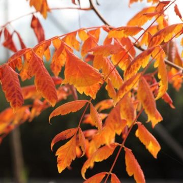 Koelreuteria paniculata Coral Sun - Albero della pioggia dorata Koelreuteria paniculata Coral Sun - Albero della pioggia dorata
