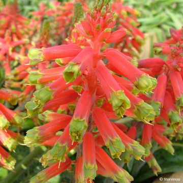 Lachenalia Rosabeth