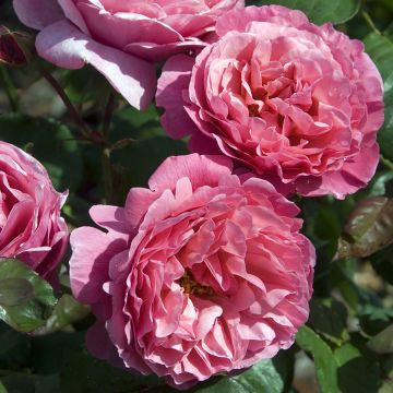 Rosa ad alberello Line Renaud