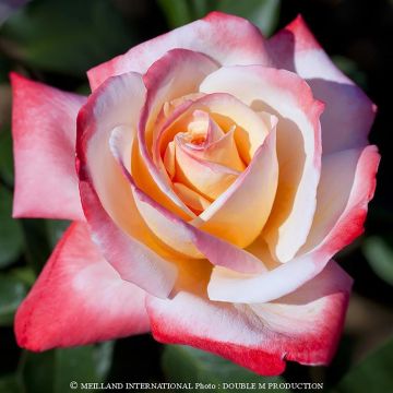 Rosa Laeticia Casta