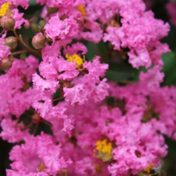 Lagerstroemia Jacqueline Desmartis - Mirto crespo