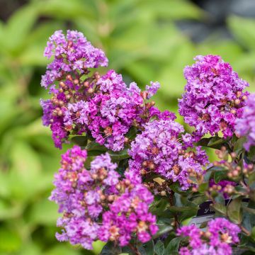 Lagerstroemia indica Purple Magic - Mirto crespo Lagerstroemia indica Purple Magic - Mirto crespo
