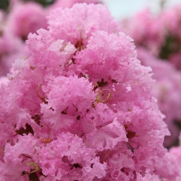 Lagerstroemia Soir d'Eté - Mirto crespo