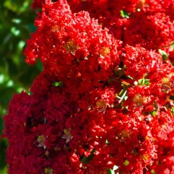 Lagerstroemia Victoria - Mirto crespo