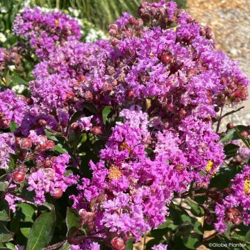 Lagerstroemia Gourmet Violetta - Mirto crespo