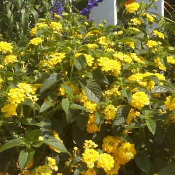 Lantana Simon Lemon