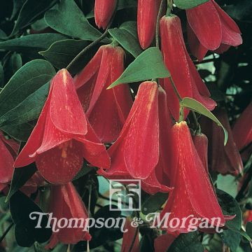 Lapageria rosea