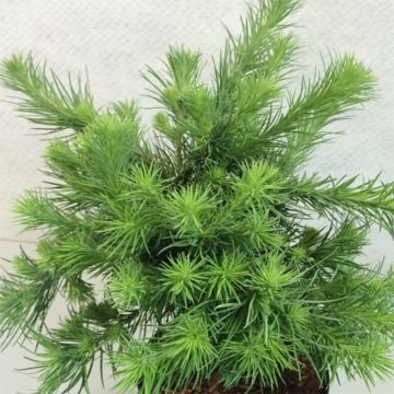Larix kaempferi Blue Dwarf