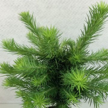 Larix kaempferi Grey Pearl