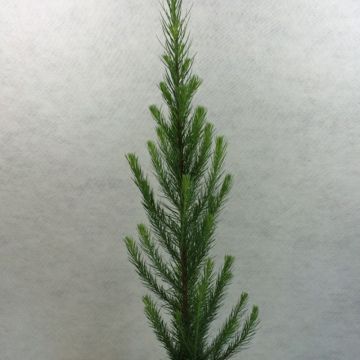 Larix kaempferi Jakobsen's Pyramid