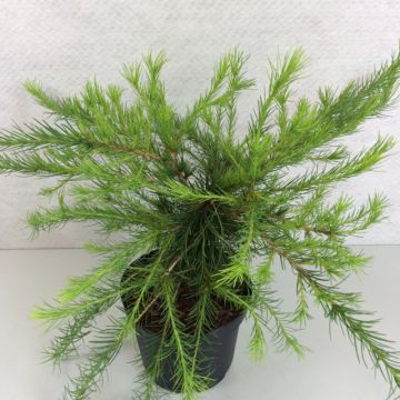Larix laricina Arethusa Bog
