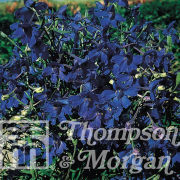Delphinium grandiflorum Gentian Blue - Speronella