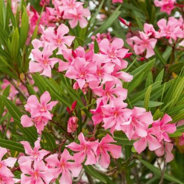 Nerium oleander Margarita – Oleandro
