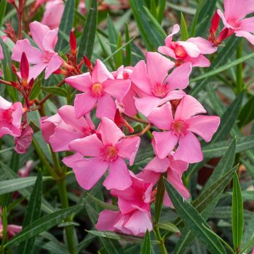 Nerium oleander Maurin des Maures – Oleandro
