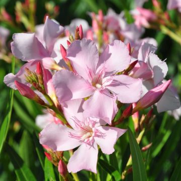 Nerium oleander Sealy Pink – Oleandro